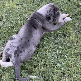 Great Dane Puppies from Laxton Danes