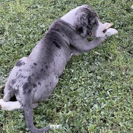 Great Dane Puppies from Laxton Danes
