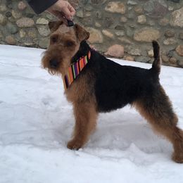 Welsh Terrier puppies from Peggy’s Terriers