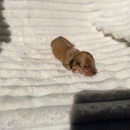 Male 1 - Cream male Dachshund puppy in Magnolia, Texas from J&R Macias Dachshunds