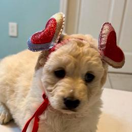 Candy - Cream female Goldendoodle puppy in Pensacola, Florida from Goldendoodles Love You in Pensacola Friend Edition