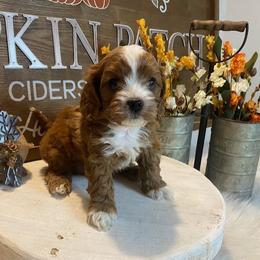 Cavapoo and Coton de Tulear Puppies from Big Gulch Puppies