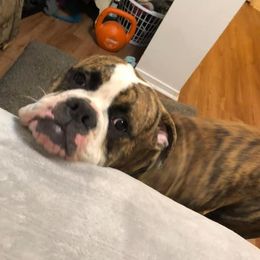 American Bulldogs from Kristie Estrada