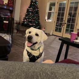 Labrador Retriever All Grown Up from Chateau St. John