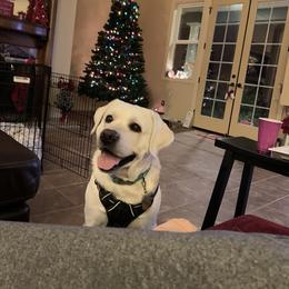 Labrador Retriever All Grown Up from Chateau St. John