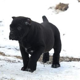 Onyx - Black female Cane Corso puppy in Cable, Ohio from Americana Cane Corso