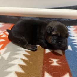 German Shepherd Puppies from Smithcoshepherds