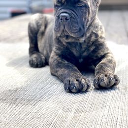Cane Corso Puppies from Virtue Cane Corso