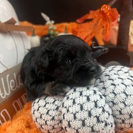 Hope - Black and silver female Miniature Schnauzer puppy in Grayson, Kentucky from Seventh Heaven Schnauzers