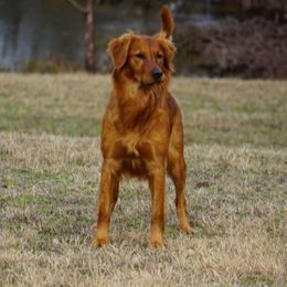 Golden Retrievers from Fetching Goldens, LLC