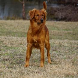 Golden Retrievers from Fetching Goldens, LLC