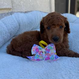 Yellow collar - Red  female Poodle puppy in Riverside, California from Riverside red poodles