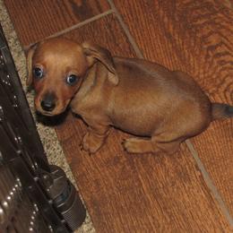 Girl 1 - Red female Dachshund puppy in Harvard, Illinois from Lori's Cavalier King Charles Spaniels & Dachshunds