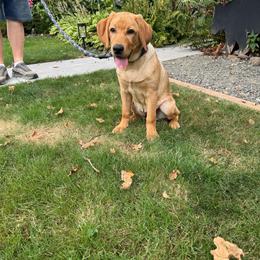 Henry, was George - Yellow male Labrador Retriever puppy in Tigard, Oregon from Morrison Labrador Retreivers