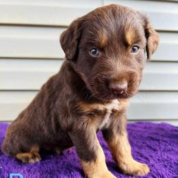 Bear - Black tri-color male Australian Shepherd puppy in Charlotte, North Carolina from Awesome Aussies