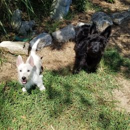 Scottish Terriers from The Alpha Den