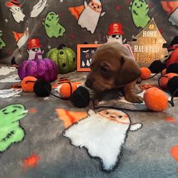 Chi-chi - Red female Dachshund puppy in Park Hills, Missouri from Ozark Miniature Dachshunds