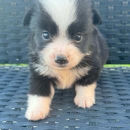 Buzz - Black & white male Miniature Australian Shepherd puppy in Stuart, Iowa from Arbor Hill Aussies