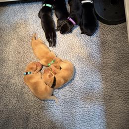 Boy 4 - male Labrador Retriever puppy in Britton, South Dakota from FR Labs