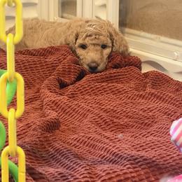 Orange Gurl - Apricot female Poodle puppy in Vancleave, Mississippi from Royal Dixie Standard Poodles