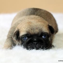 Willow - Fawn female Pug puppy in Winnsboro, Texas from Southern pugs