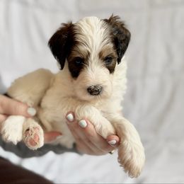 Jackie Frost - Brown and white female Bernedoodle puppy in Louisville, Kentucky from Darlin’s Doodles