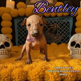 Dunama (purple) - Slate male Xoloitzcuintli puppy in Atwater, California from Cen Cal Xoloitzcuintle
