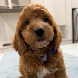 Orion - Red  male Goldendoodle puppy in Herriman, Utah from Rose canyon doodles