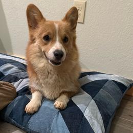 Bluet - Pembroke Welsh Corgi