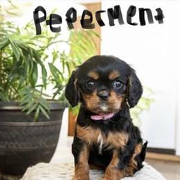 Peppermint - Black and tan female Cavalier King Charles Spaniel puppy in Chattanooga, Tennessee from Oodles of Cuties!