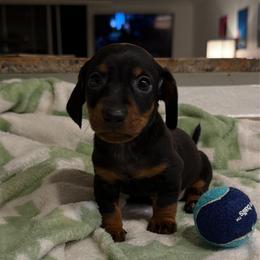 Teddy - Black and tan male Dachshund puppy in Los Angeles, California from Dachshunds of the Desert