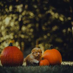 Nova Scotia Duck Tolling Retriever Puppies from Spitfire Tollers