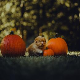 Nova Scotia Duck Tolling Retriever Puppies from Spitfire Tollers
