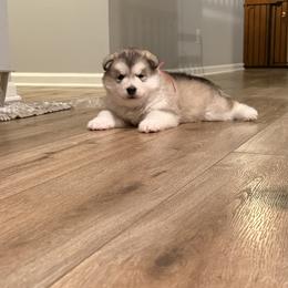 Alaskan Malamute Puppies from Alpenglow Alaskan Malamutes
