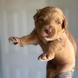 Miracle - Red  female Goldendoodle puppy in Waterford, California from Alvdoodles