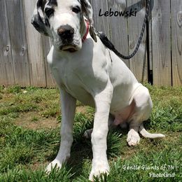 Great Dane Puppies from Gentle Giants of Tennessee Great Danes