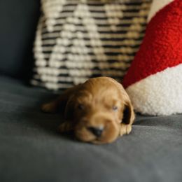 Gingy - Red male Cockapoo puppy in Alexandria, Alabama from Bright and Beautiful Cockapoos and Doodles