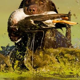 Labrador Retriever All Grown Up from Champion Retrievers