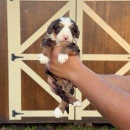 Max - Tri-color male Bernedoodle puppy in Greenville, Texas from Doodles of Promise