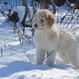 Goldendoodle Puppies from Doodles in the Skye