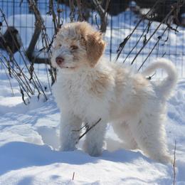 Goldendoodle Puppies from Doodles in the Skye