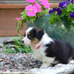 Pembroke Welsh Corgi Puppies from C&G Corgis