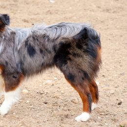 Rosa May - Miniature American Shepherd