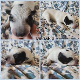 Boy 4 - Blue male Australian Cattle Dog puppy in Bradford, Arkansas from Cedar Rock Heelers and Kelpies