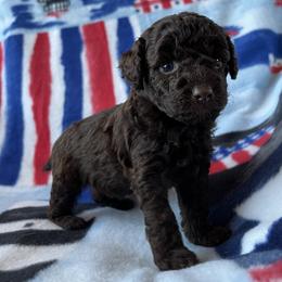 Pumbaa - Brown male Poodle puppy in Mayville, Michigan from Kathy Maize
