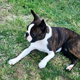 Florabella - Boston Terrier