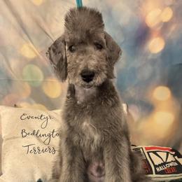 Tease x Pyro Male - Blue male Bedlington Terrier puppy in Leesburg, Virginia from LAMZ Bedlington Terriers