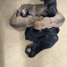 Miniature Schnauzer and Norwich Terrier Puppies from Parker Place  Puppies (Mini schnauzers and Norwich Terriers)