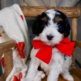 Noelle - Black and white female Bernedoodle puppy in Bowling Green, Ohio from Windy Creek Doodles