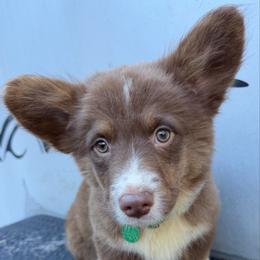 Jak - Liver and white male American Corgi puppy in Grants Pass, Oregon from KnR Antler Dogs